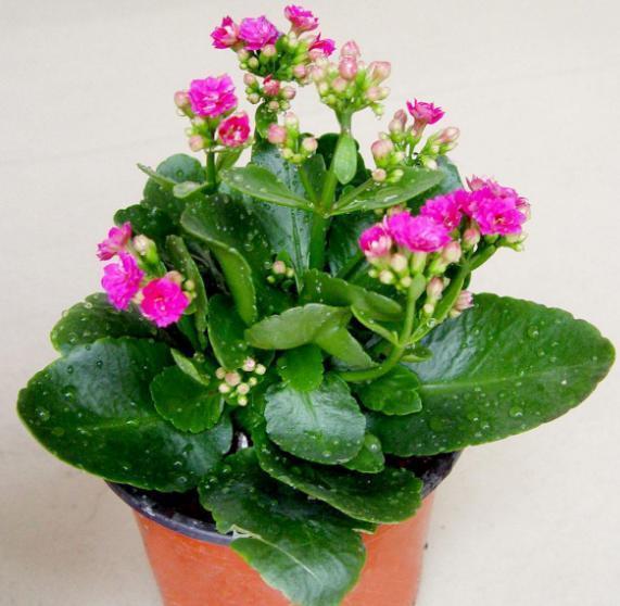 养花用大盆还是小盆“4种花”就爱小盆,浇浇水,越养越精神