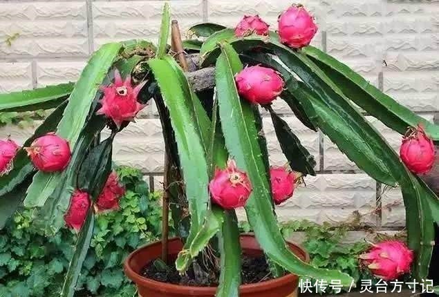 火龙果自己家也能种,好吃又美味,吃了都得醉!