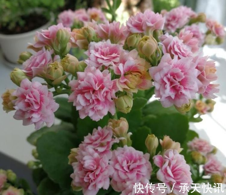 阳台上|养花试试此4种花,家里养一盆,漂亮干净,简单打理就爆盆