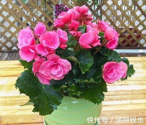 四季海棠养一盆,最擅长开花,注意这几点,开花不间断