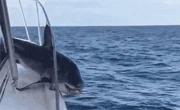 |搞笑GIF:这只猴子是进化了一半吧?另一半卡住了?