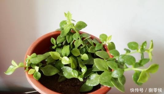 此吊兰不一般,能赏花,能当菜,一根枝插土里,轻松爆盆吃不完