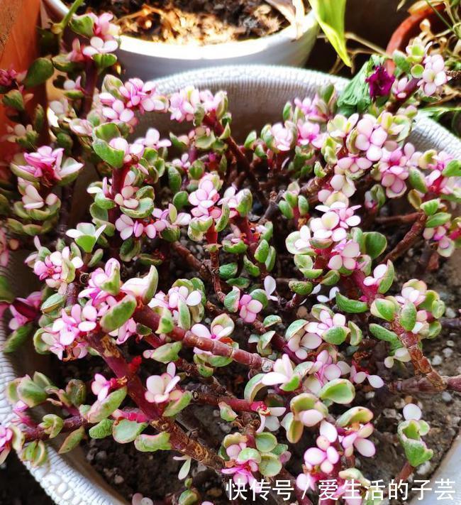 养花|养多肉雅乐之舞,做好5要点、注意3事项,叶片嘭嘭肥起来,美极了