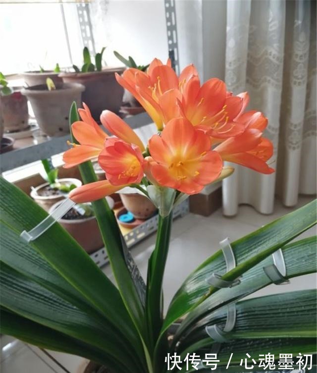 君子兰长歪,多做这个小动作!