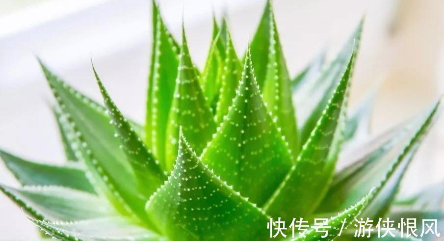 芦荟的日常养护