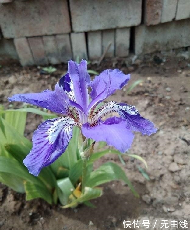 农历9月初4寒露后,养什么花?以下3种花,心想事成万事如意