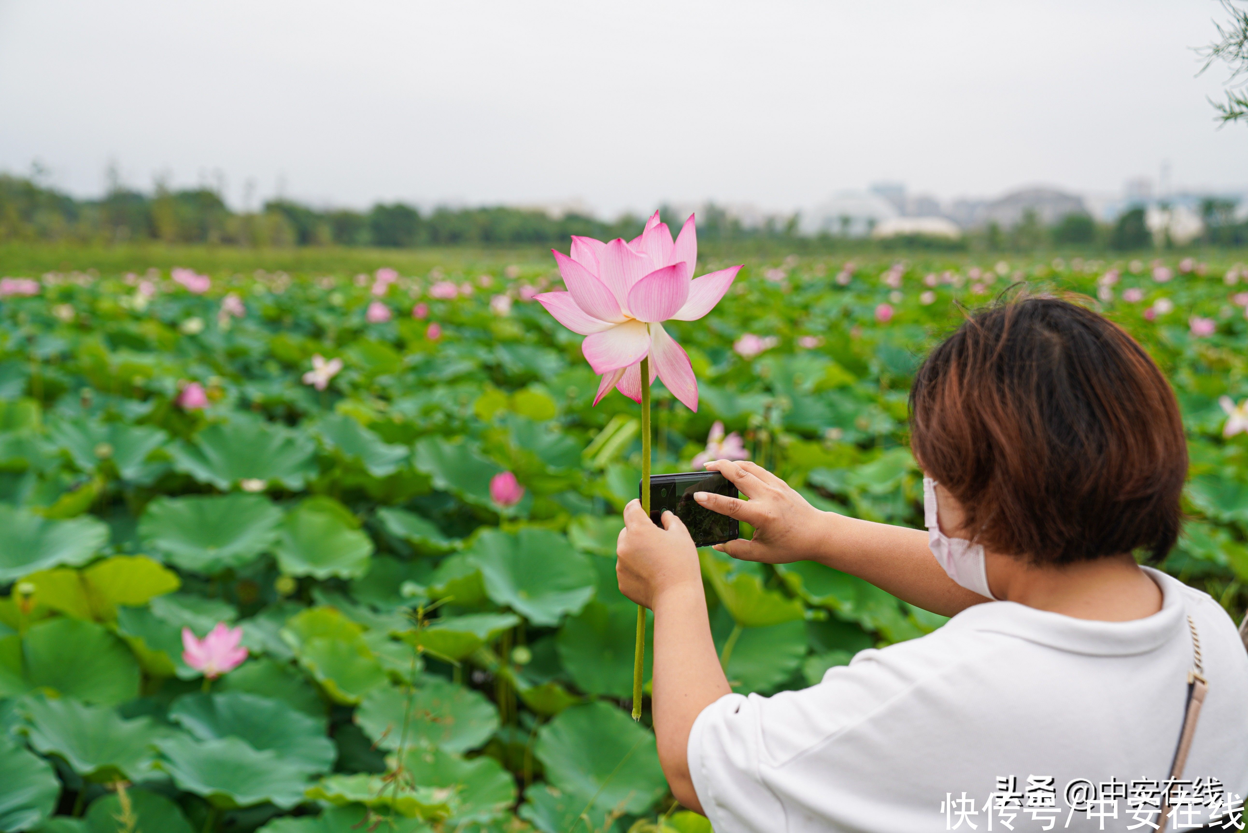 肥东|第十三届中国·肥东荷花文化旅游节启动