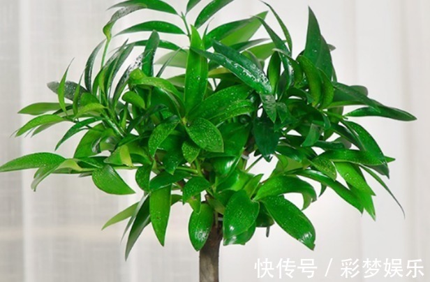 养花真不如养几种盆景,摆在家里时尚又漂亮,美观又养眼