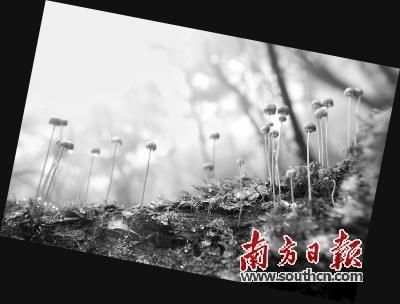 南岭：物种的博物馆