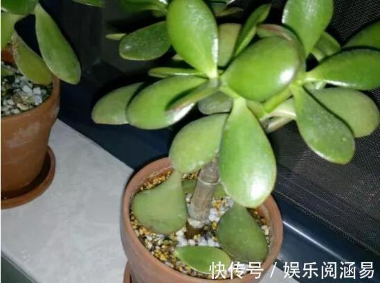 夏天|10种不能淋雨的花,淋完雨就死,盆栽养花注意事项