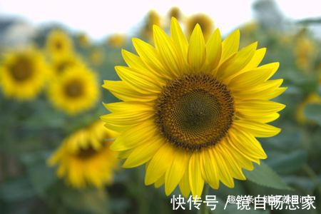 喜欢养花,家里少不了以下5种花,芬芳馥郁,争奇斗艳,落英缤纷