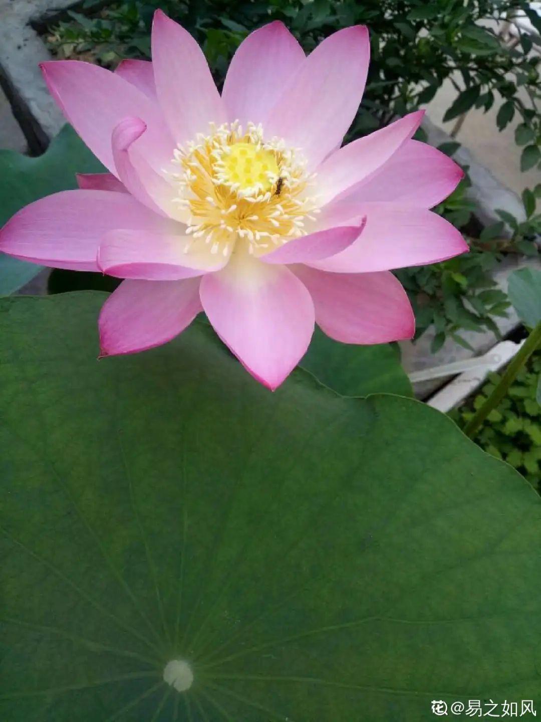 折腾不死的25种花,咋养都爆盆,家里必须养!