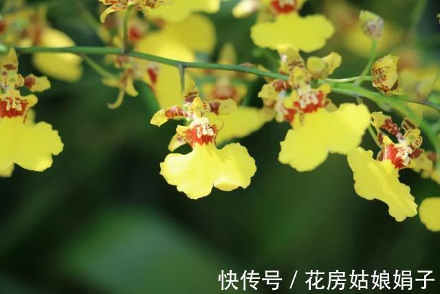 这9种花卉适应性强，各种抗性较高，适合在室内的环境中栽培