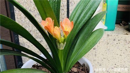 1种配土方法种君子兰，新叶嗖嗖长，年年都开花