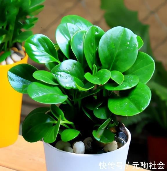 虎皮兰|谁说养花难?4种“泼辣花”,扔在土里就生根,繁殖一片小崽子