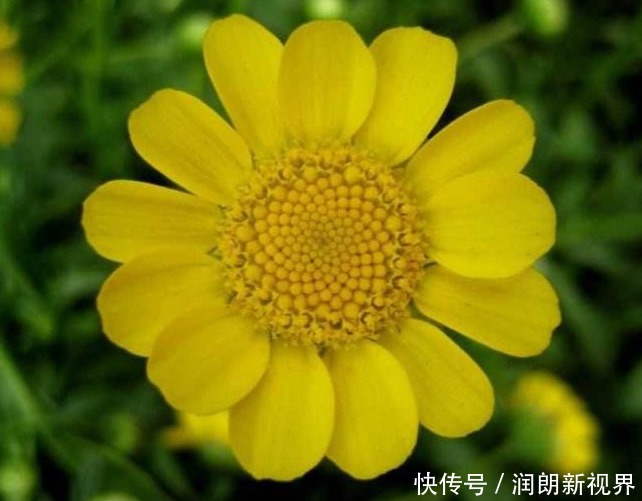 菊花|丢掉绿萝!养盆它,花开120天,好养易活似菊花,能耐零下5度低温