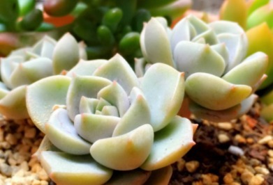 多肉白牡丹如何叶插才能越长越旺盛 这三个小妙招送给你