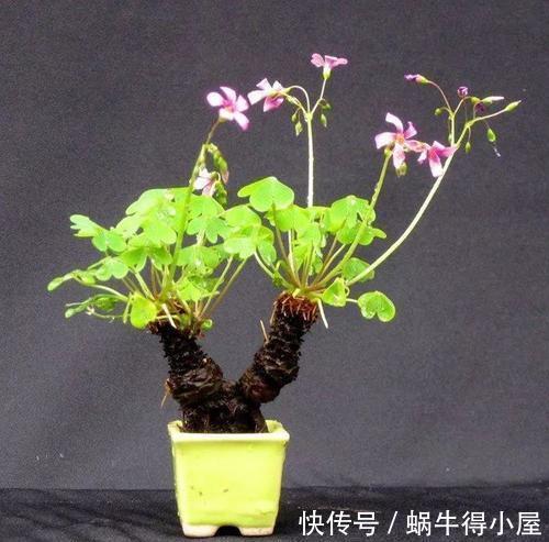 懒人|3种懒人花,根系露一半,浇水懒一些,越长越好看,值得拥有!