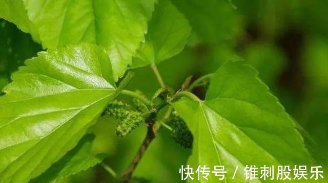 血糖|糖尿病的“冤家”找到了,平时尽量多吃4种食物,血糖或慢慢下降