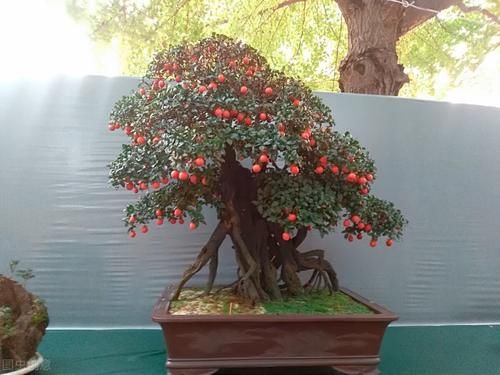 观果盆景金弹子，嫁接的雌雄枝，挂果已经开始慢慢变红了