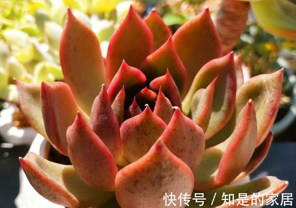 上色|九月多肉上色季，这些急性子多肉，给点阳光就上色，强势变美