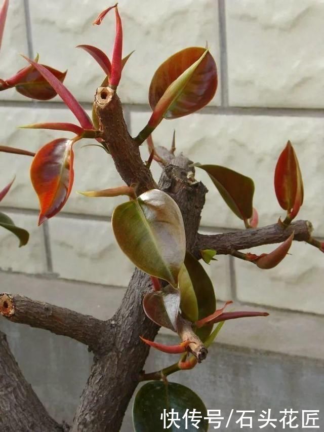 家里有5种花，春天记得“打头”修剪1下，这样才能长“饱满”