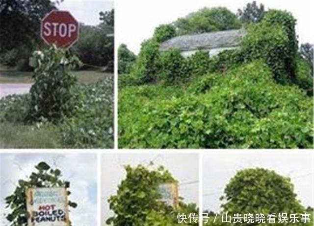 美国偷偷引进日本物种,200年后泛滥成灾,在中国却被轻松解决