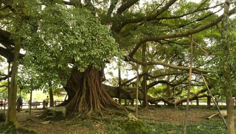 世界上最大的一棵树，占地15000平方米，做到了“独木成林”！