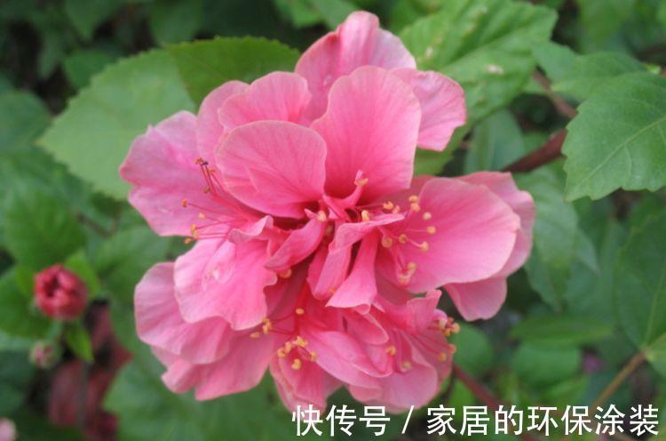 清新|农历7月19号起,最适合养这些花,花朵清新优雅,充满生机