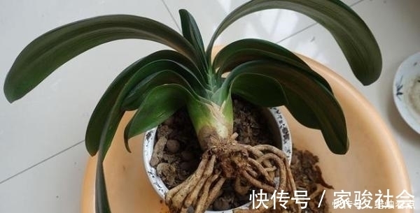 家养君子兰长势差?给它来一勺油,黄叶烂根通通不见了!