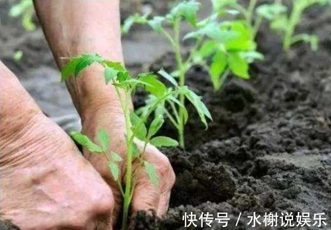 养花|家里的“垃圾”不要扔,教你自制3种肥料,不花钱也能养爆盆