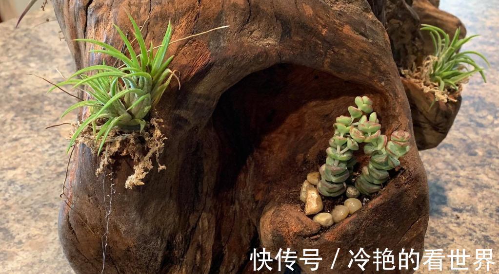 多肉|树桩与多肉植物是最配的,用来给花园造景,很有田园气息