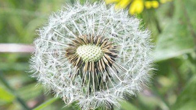 蒲公英|肝不好,身上会有1种“纹”,多吃“2根1绿”,肝硬化不敢来