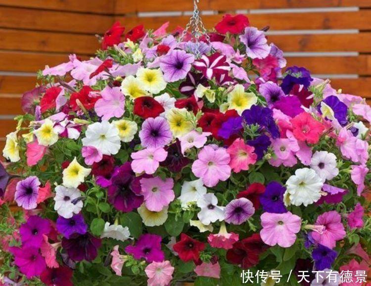 此款小花,开花美长势旺,黄绿交辉,展现内敛美