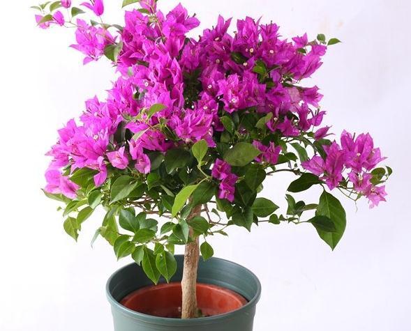 三角梅入秋管理做好4点,花开到过年