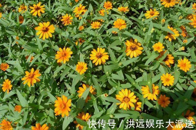 机器|这3种花“耐热”好养,30度还能窜花苞,夏天的“开花机器”