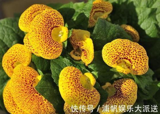 喜欢菊花，不如养盆“稀世之花”荷包花，似佳人伴舞，优雅美丽