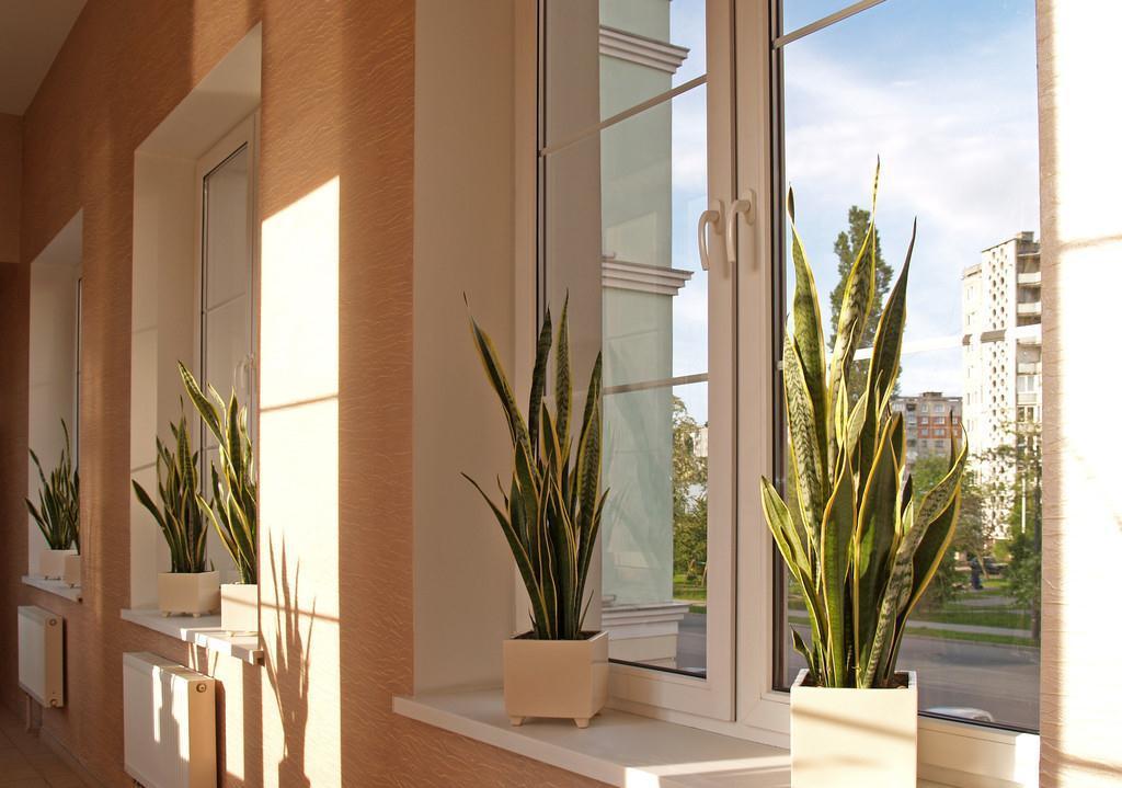 鸭脚木|这22款植物室内养护不但净化空气还吸甲醛,花友纷纷收藏