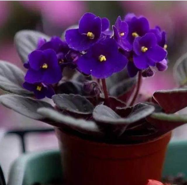 以下10种全年都能开花的室内盆栽，超好养护又容易爆盆！