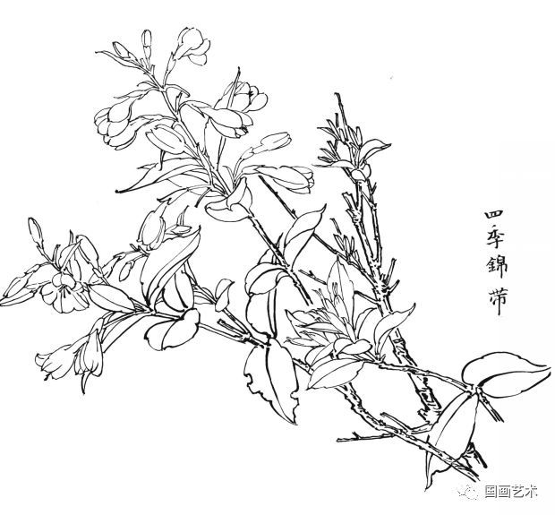  白描|花卉白描图谱选页分享