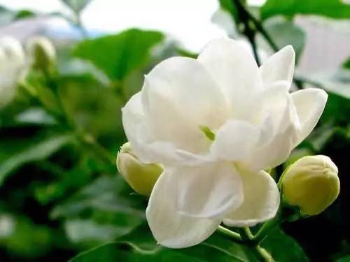 小小塑料袋有妙用,拿来养花,不招虫子快速催花,养花好帮手