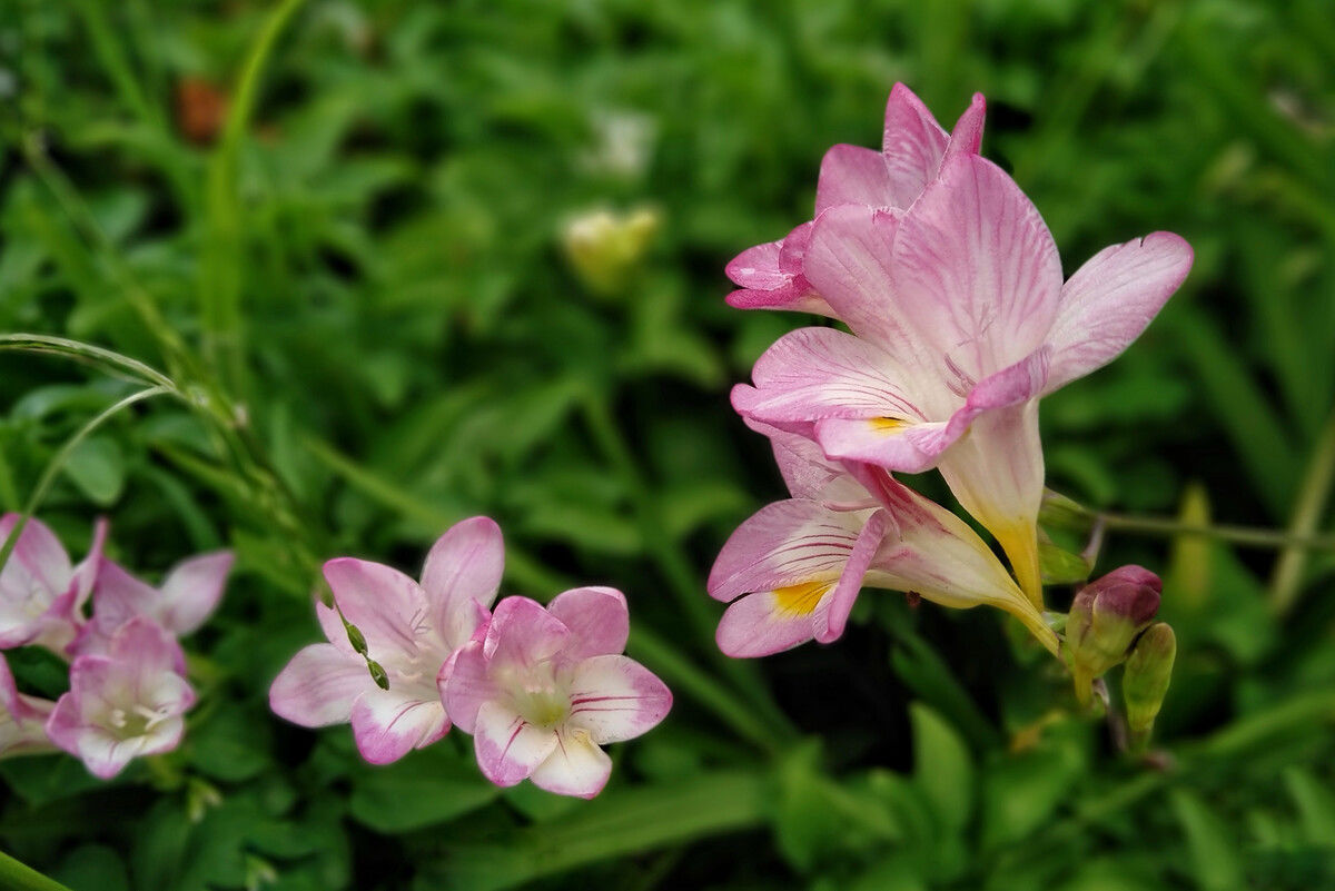 香雪兰花量大，养护简单，室内养一盆，香气浓郁，充满浪漫的气息
