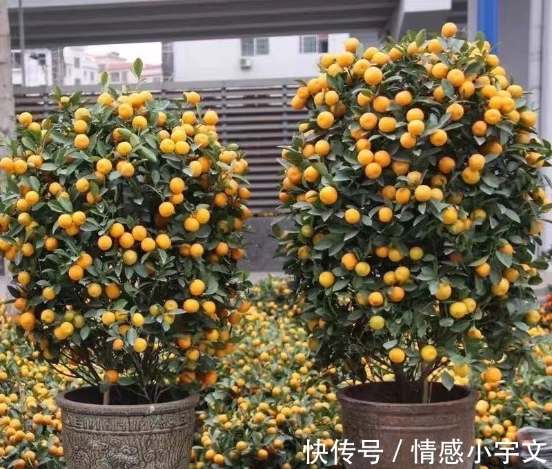 推荐八种镇宅辟邪的植物,家里养一盆,护宅守家保平安