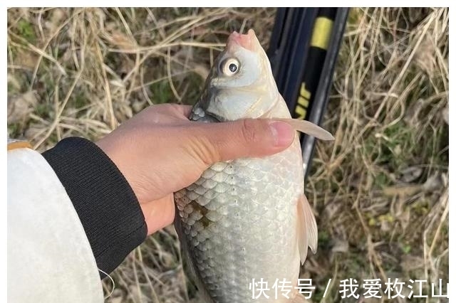 冬季你要封竿不钓鱼了?最好钓鲫鱼的季节其实就是寒冬