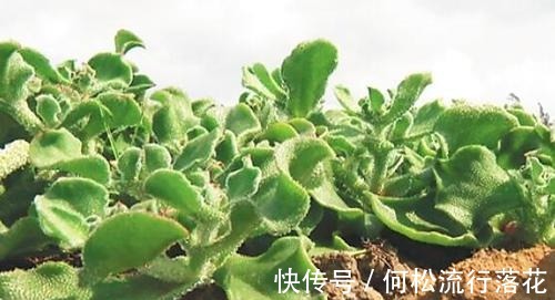 非洲|在非洲被当肥皂用，引进我国却成“高档菜”，自带盐味，一起看看！