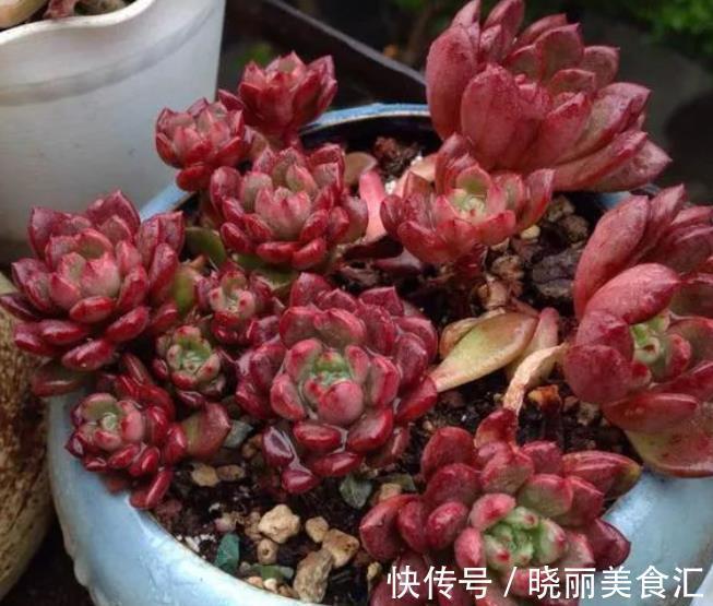 养肉先养根,教你3个小技巧,学会了根系健壮长势旺