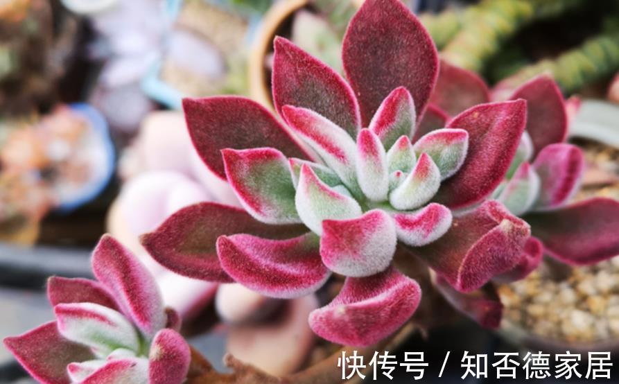 长势|秋天养锦晃星,学会3个技巧,新叶新芽长满盆,养成群生小老桩