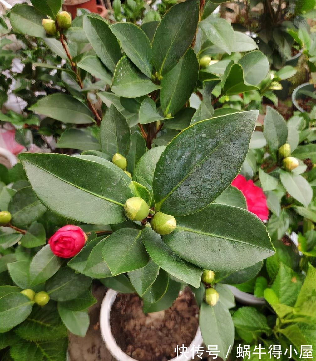 黄叶|茶花秋冬有“4怕”,难怪黄叶又掉“花苞”,避开今年还能开大花