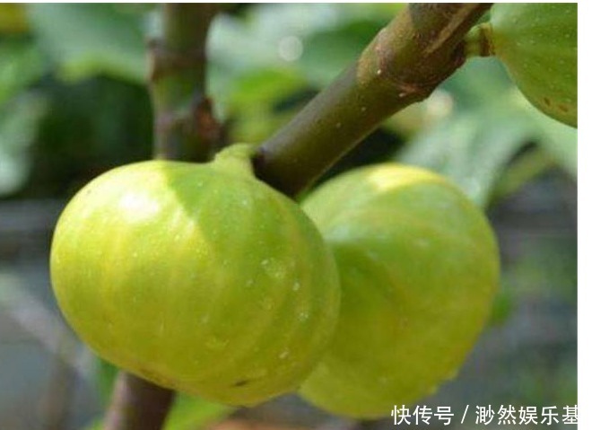 丙乙酸|不妨常食此果!保护心脑血管、防癌、抗炎消肿,远离疾病