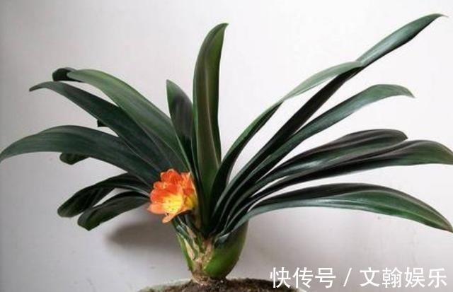 为什么盆栽君子兰长势不佳找准这3方面原因，叶片突突长不停
